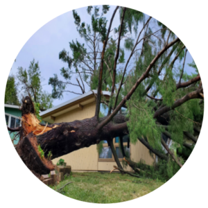 Tree Storm Damage