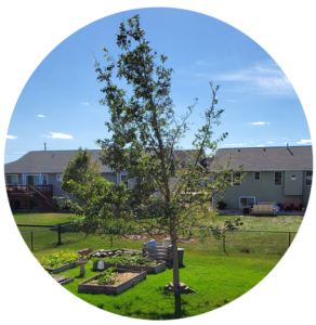 Wind Damaged Swamp Oak