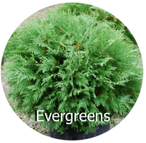 Evergreen Care