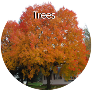 Selecting Trees for Iowa