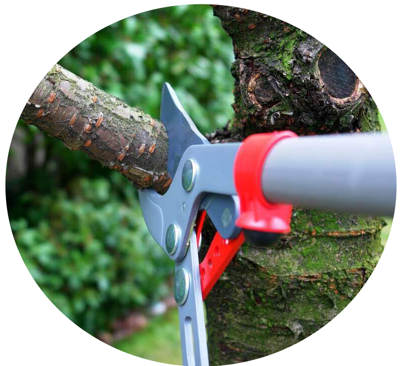 Pruning Trees